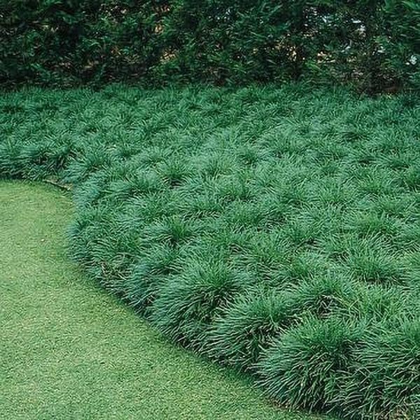 Mondo Grass I Large Gallon Size Plants I Ophiopogon Japonicus I Live Dense, Evergreen Ground Cover Plant, Ideal for Edging, Borders, and Ornamental Landscaping, Easy to Care