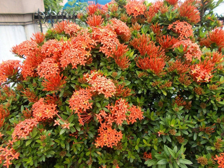 Ixora Dwarf Carmen | Live Plants | Ixora Coccinea 'Dwarf' | Flowering Shrub | Tropical Garden Plants