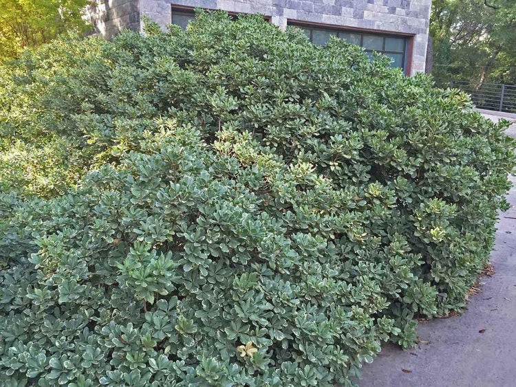 Pittosporum Variegated | Extra Large 3 Gallon Plants | Pittosporum Tobira 'Variegata' | Elegant Foliage | Low Maintenance