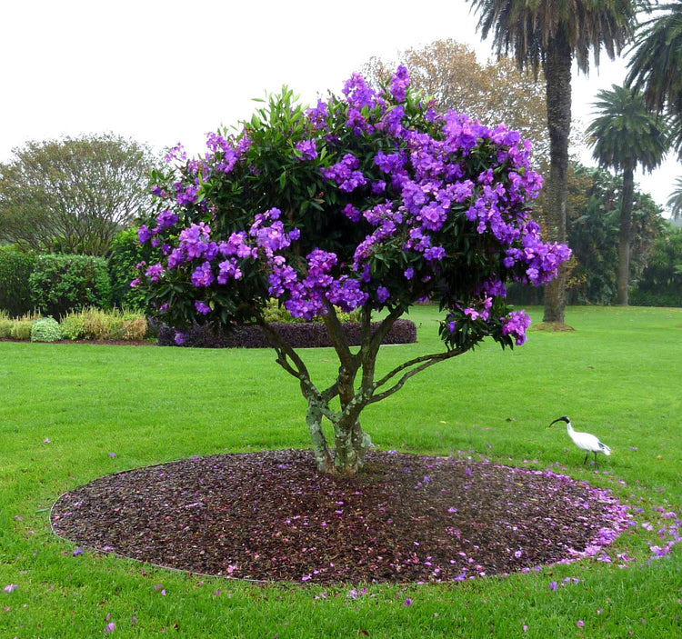 Tibouchina Dwarf | Extra Large Gallon Plants | Tibouchina granulosa Compacta | Vibrant Purple Blooms | Garden Showstopper