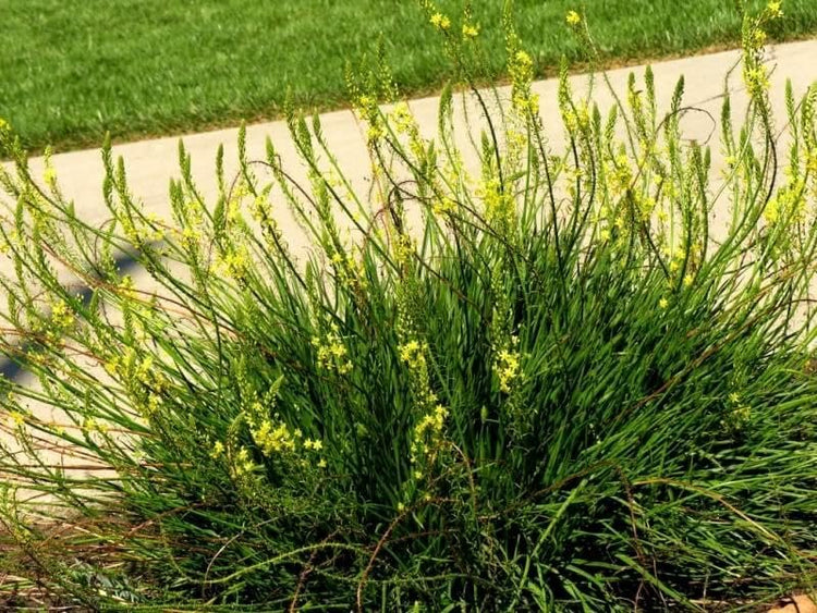 Bulbine Yellow | Live Gallon Size Plants | Bright Yellow Flowering Succulent, Live Plant, Perfect for Sunny Gardens, Drought-Tolerant Landscape Addition