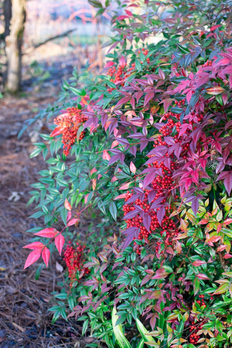 Nandina Domestica | Extra Large Gallon Plant | Heavenly Bamboo | Vibrant Year-Round Color | Low Maintenance