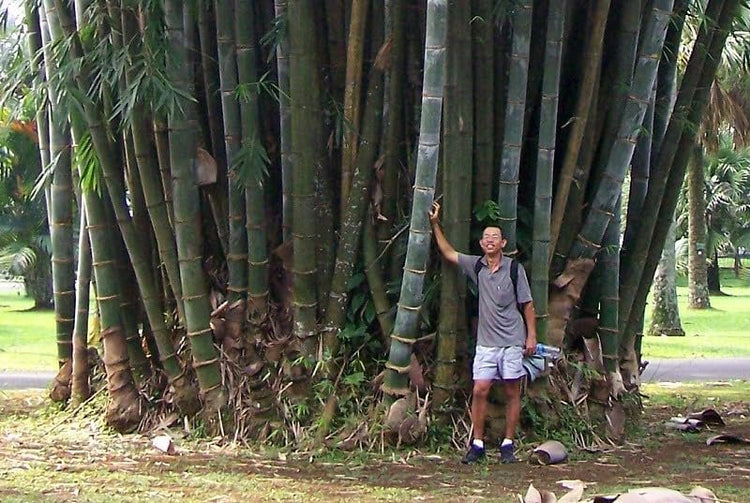 Dendrocalamus Giganteus Bamboo | Large Gallon Size Plant | Fast-Growing Privacy Screen | Giant Live Outdoor Greenery | Sustainable Garden Solution