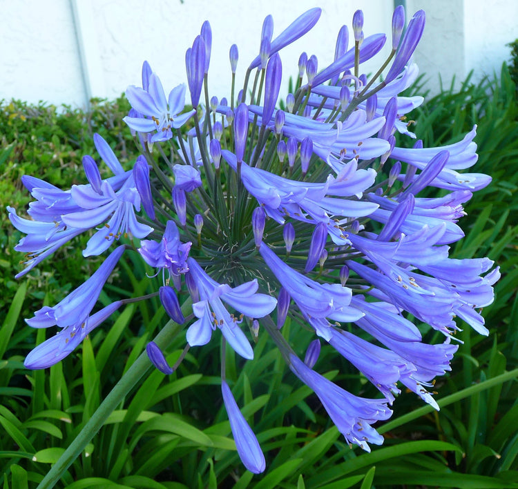 Stunning Agapanthus Africanus 'Lily of The Nile' | Live 2" Plants | Vibrant Blue Blooms | Perfect for Borders | Easy to Grow