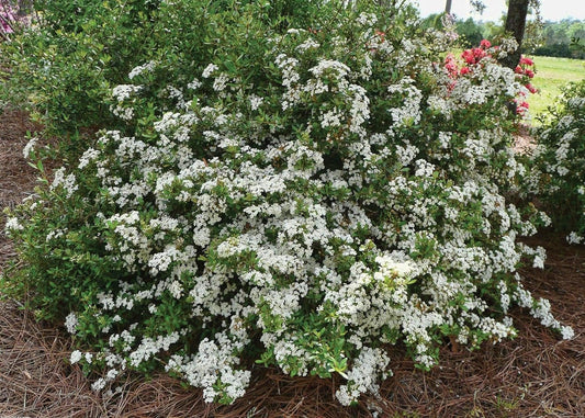 Viburnum Walter's Whorled Class | Extra Large 3 Gallon Plants | Viburnum Obovatum 'Walters Whorled Class' | Landscape Accent | Hardy Shrub