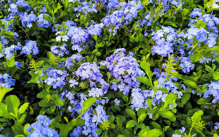 Plumbago Imperial Blue | Extra Large Gallon Plants | Plumbago auriculata | Flowering Shrub | Drought Tolerant