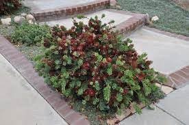 Bottlebrush 'Little John' | Extra Large 3 Gallon Plants | Callistemon citrinus | Attracts Pollinators | Drought Tolerant