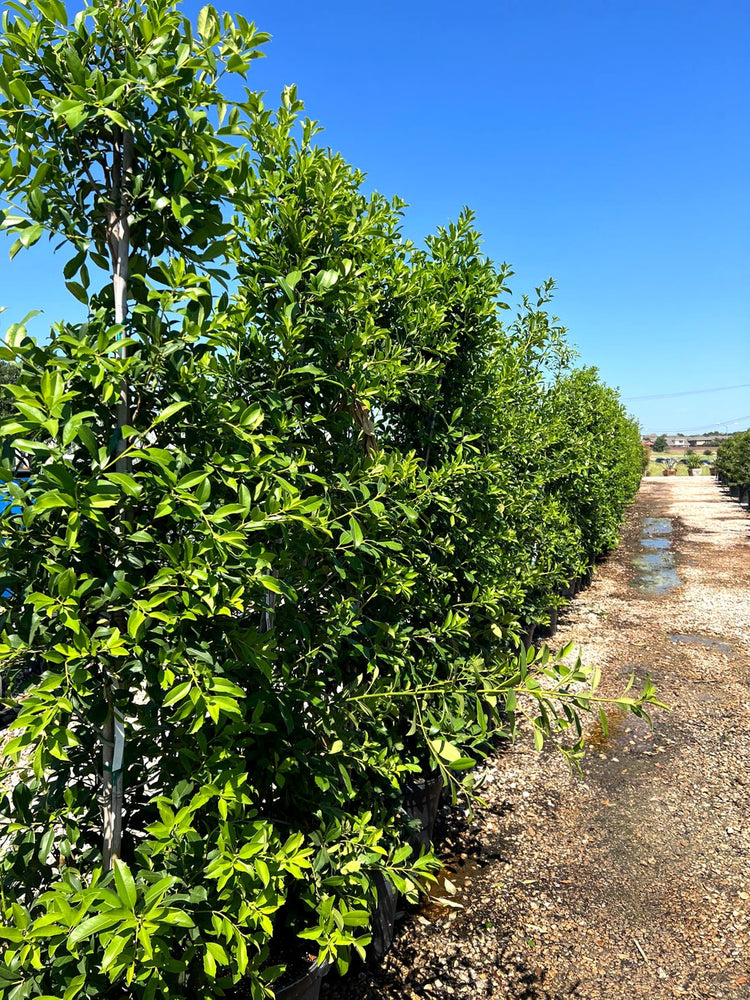 Eagleston Holly Ilex | Large Gallon Size Plants | Low Maintenance Evergreen Hedge Tree Beautiful Red Berries