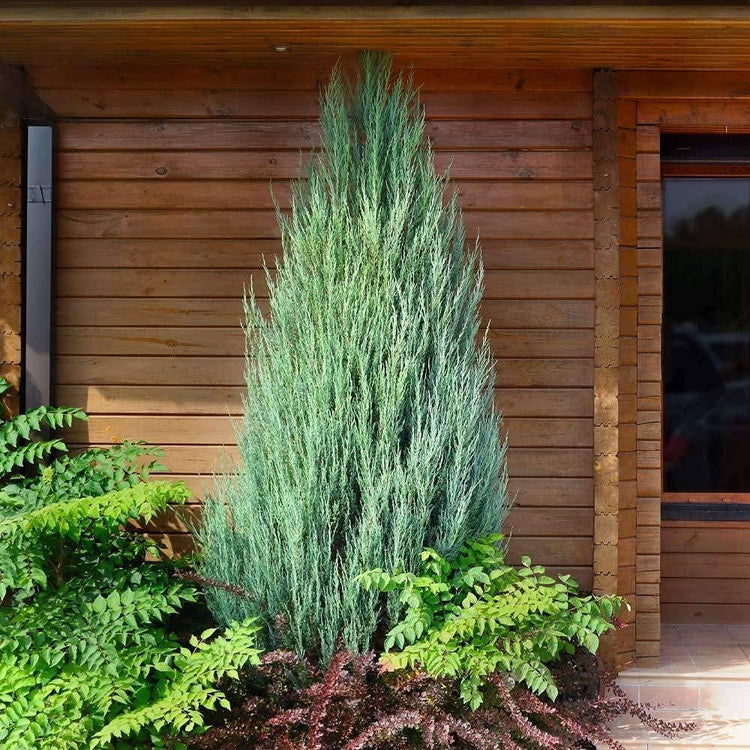 Skyrocket Juniper | Live Gallon Size Tree | Juniperus Scopulorum | Drought Tolerant Cold Hardy Formal Upright Evergreen Plant