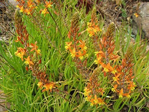 Bulbine Hallmark Orange | Live Gallon Size Plants | Vibrant Orange Blossom Succulent, Live Plant, Easy-Care Perennial for Sunny Gardens, Drought-Tolerant Ground Cover