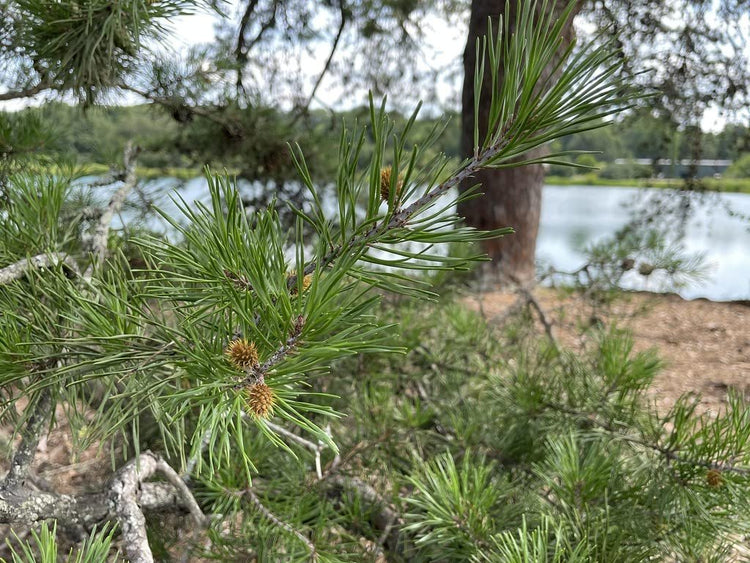 Virginia Pine | Live Trees | Scrub Spruce Pine | Pinus Virginiana | Unique Evergreen Specimen Planting