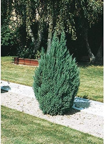 Blue Point Juniper Tree | Live Inch Pots | Juniperus Chinensis | Hardy Evergreen Shrub | Perfect for Landscaping | Low Maintenance Plants