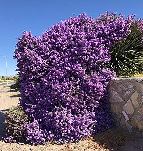 Texas Sage - Live Plants - Leucophyllum Frutescens - Low Maintenance Drought Tolerant Flowering Shrub