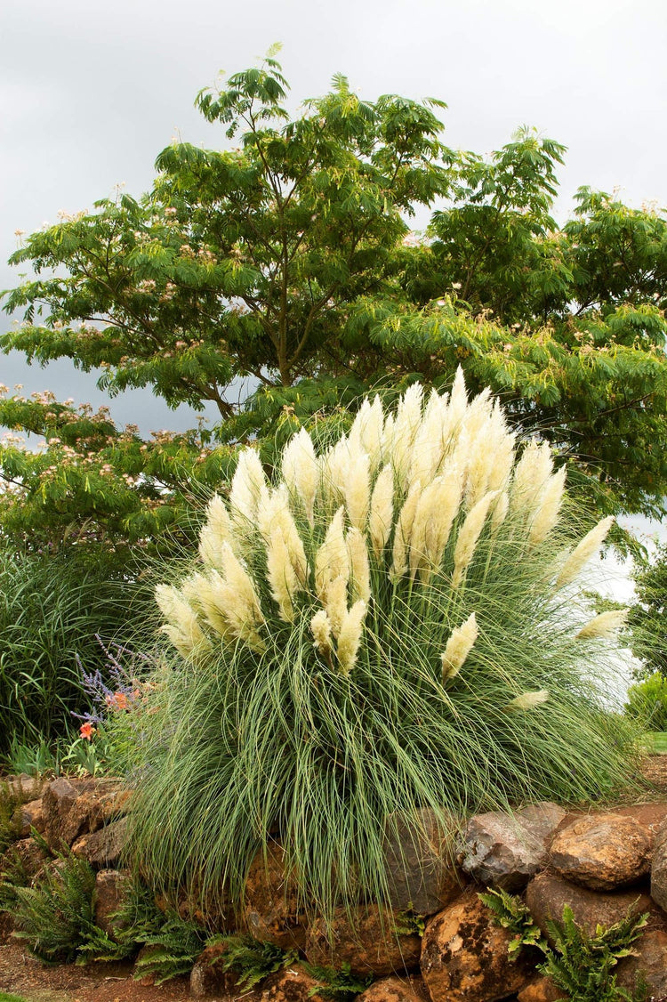 Pampas Grass | Live Plants | Cortaderia Selloana | Beautiful Blooming Screening Ornamental Foliage