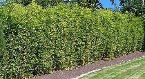 Golden Hedge Bamboo | Extra Large Gallon Plants | Bambusa Multiplex | Clumping Non-Invasive Screening Live Bamboo