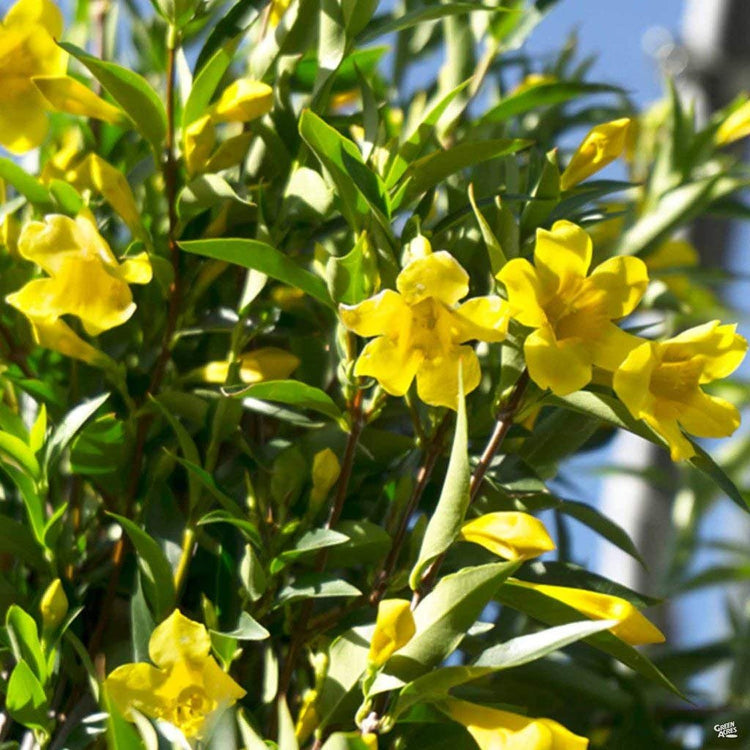 Carolina Jasmine | Live Plants | Gelsemium Sempervirens Jessamine | Fragrant Blooming Vine Foliage