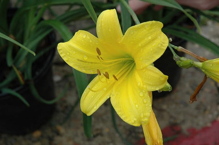 Daylily Yangtze I Live Inch Pots I Hemerocallis | Yellow Flowers | Lush Scarlet Blooms, Exquisite Perennial Highlight, Effortless Growth for Garden Brilliance