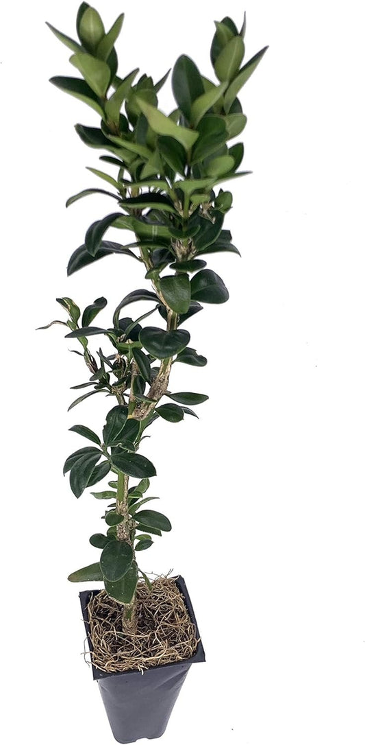 Green Mountain Boxwood - Live Plants - Buxus - Fast Growing Cold Hardy Formal Evergreen Shrub