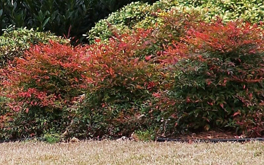 Nandina Gulfstream | Extra Large Gallon Plants | Nandina Domestica 'Gulfstream' | Year-Round Colorful Foliage | Garden Accent