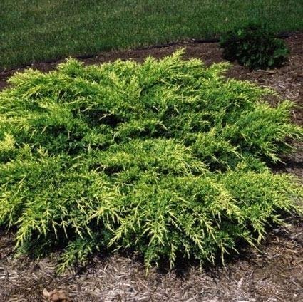 Old Gold Juniper - Live Plants - Juniperus Chinensis - Drought Tolerant Cold Hardy Evergreen Ground Cover