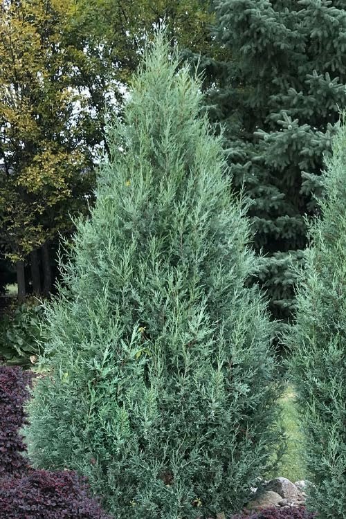 Medora Juniper | Live Gallon Size Plants | Perfect for Year-Round Landscaping, Privacy Screening, and Low Water Environments, Drought-Tolerant