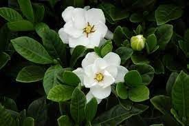 Gardenia Buttons | Extra Large Gallon Plants | Gardenia jasminoides 'Buttons' | Compact Beauty | Intense Fragrance