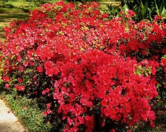 Red Formosa Azalea | Live Plants | Rhododendron Formosa Seedlings | Vibrant Spring Blooms | Ideal for Landscaping & Garden | Hardy & Easy to Grow | Perfect for Outdoor Planting