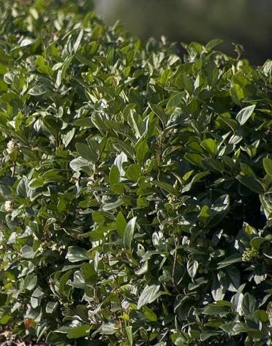 Viburnum Suspensum | Large Gallon Size Plants I Sandankwa I Live Durable Evergreen Shrub with Fragrant Blooms, Ideal for Hedges, Privacy Screens, and Ornamental Landscaping