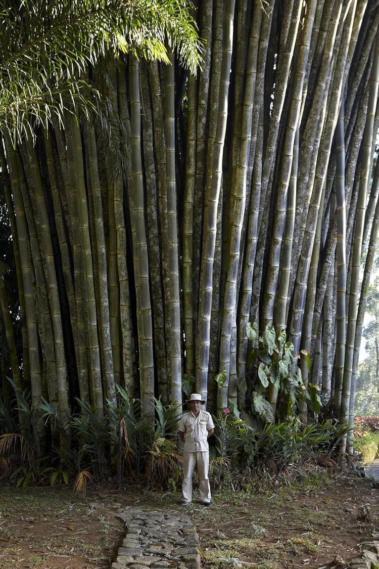 Dendrocalamus Giganteus Bamboo | Large Gallon Size Plant | Fast-Growing Privacy Screen | Giant Live Outdoor Greenery | Sustainable Garden Solution