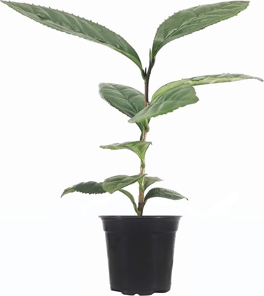 Camellia Sinensis Tea Plants | Live Inch Pots | Camellia Sinensis | Grow & Brew Your Own Tea | Perfect for Home Gardens