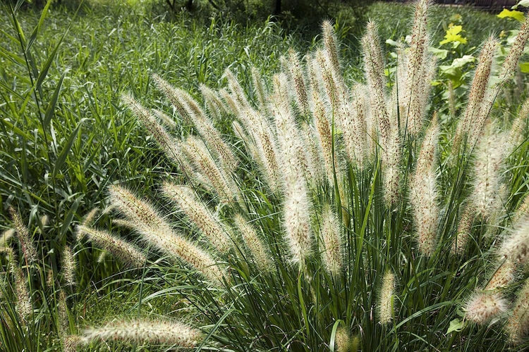 White Fountain Grass | Large Gallon Size Plant | Pennisetum Alopecuroides | Low Maintenance Blooming Ornamental Grass