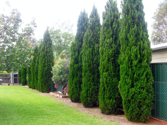 Spartan Juniper - Juniperus Chinensis - Live inch Container Trees - Evergreen Privacy Screening Plants