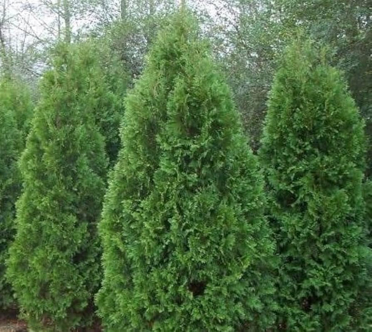 Blue Cone Arborvitae | Extra Large Gallon Plants | Elegant & Hardy Evergreen Shrub, Striking Blue Foliage, Ideal for Privacy Screens, Hedges, and Landscape Accents