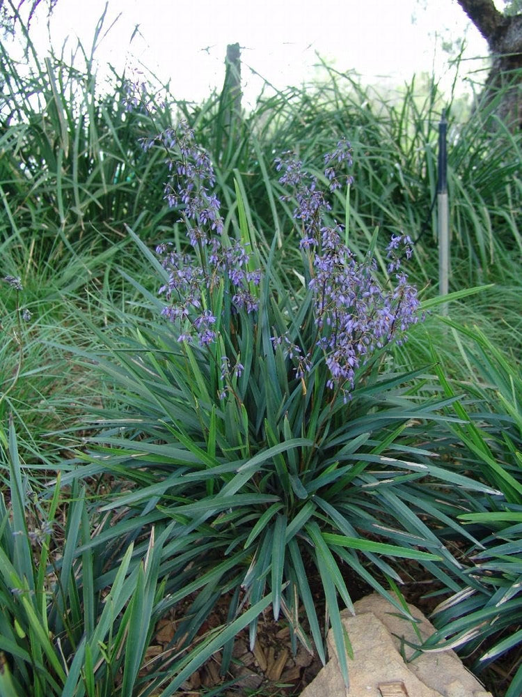 Flax Lily Dianella | Extra Large Gallon Plants | Dianella tasmanica | Hardy Perennial | Shade Tolerant