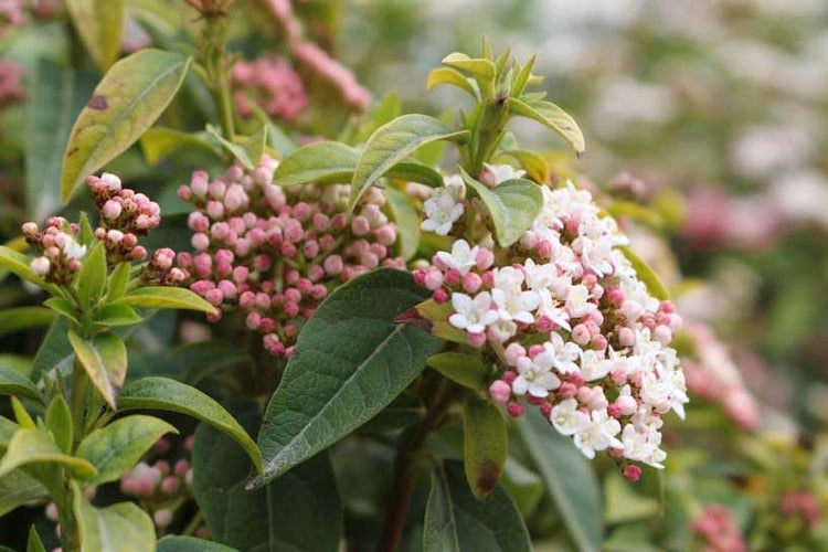 Viburnum Spring Bouquet | Extra Large 3 Gallon Plant | Viburnum Tinus 'Spring Bouquet' | Evergreen Privacy Hedge | Year-Round Interest