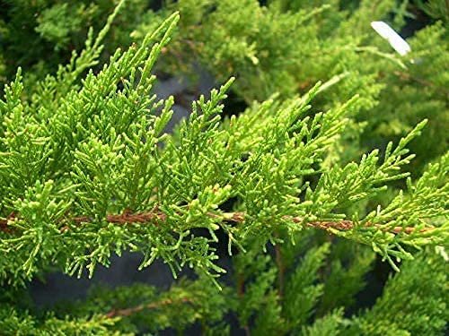 Sea Green Juniper - Live Inch Pots - Juniperus Chinensis - Drought Tolerant Cold Hardy Evergreen Border Screening Plant