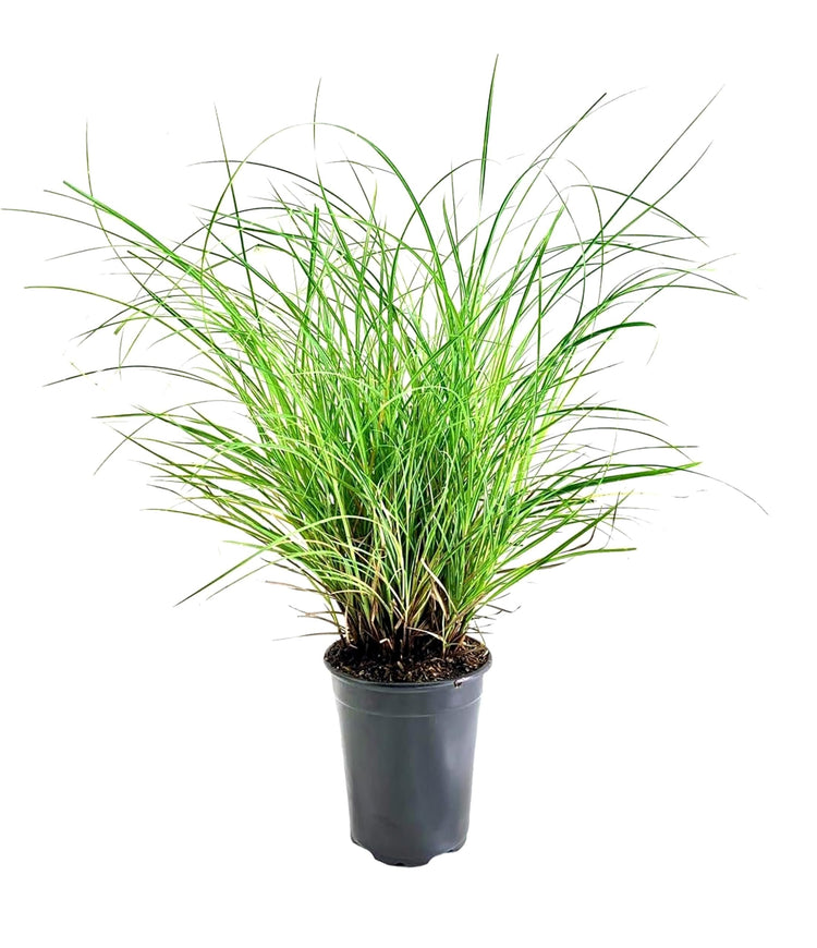 Adagio Maiden Grass | Live Quart Sized Plant | Miscanthus Sinensis | Fast Growing Cold Hardy Ornamental Plants