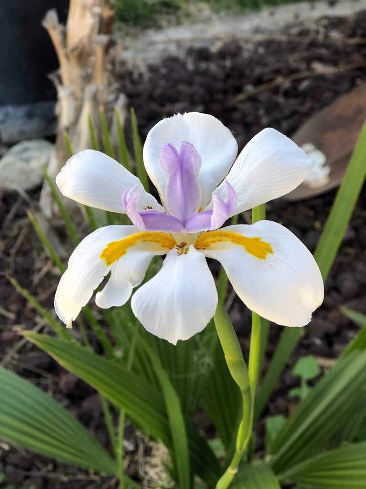 African Iris White - Live Plants - Dietes Iridioides - Drought Tolerant Groundcover Grass