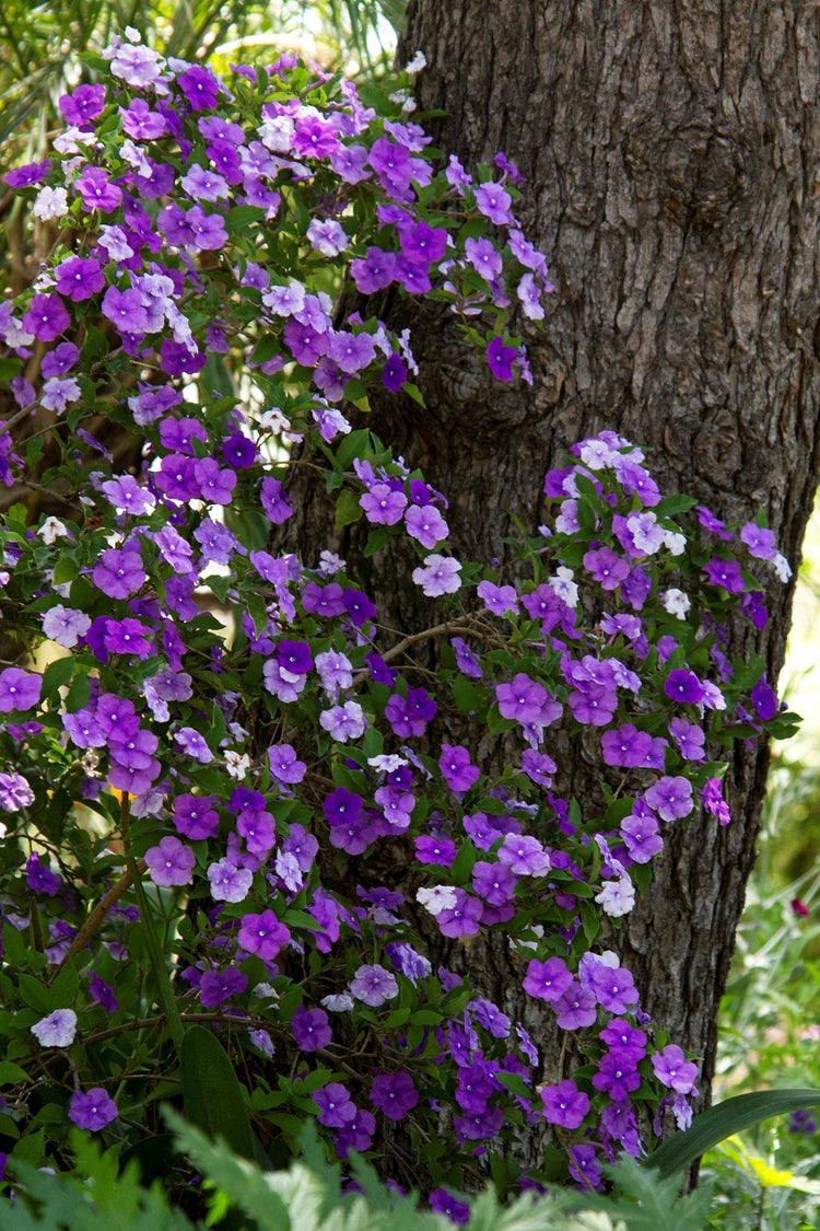 Yesterday, Today and Tomorrow | Live Plants | Brunfelsia Pauciflora Floribunda | Beautiful Blooming Violet & White Flowers Evergreen Screening Shrub