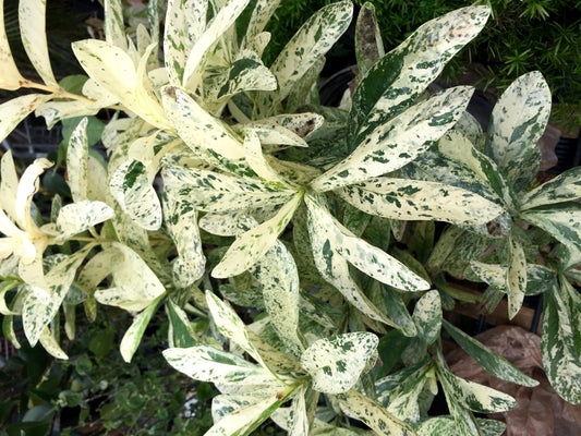 Thai Snow Ixora | Live Plants | Ixora Chinensis 'Thai Snow' | Perfect for Exotic Tropical Gardens | Fragrant & Blooming