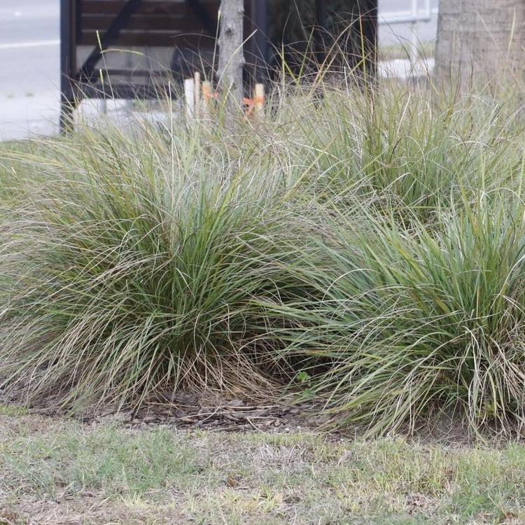 Fakahatchee Grass Dwarf | Extra Large Gallon Plants | Tripsacum dactyloides Dwarf | Lush Garden Texture | Easy Care Feature