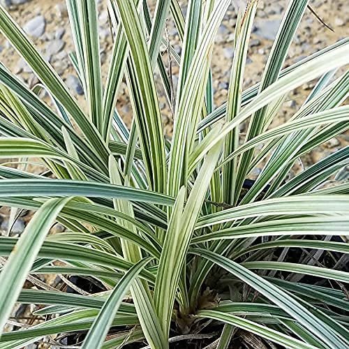 Aztec Grass - Live Quart Size Plants - Variegated Liriope - Ophiopogon Intermedius Argenteomarginatus