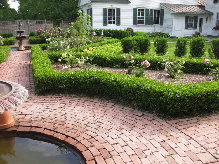 Classic Japanese Boxwood | Live 2" Plants | Buxus microphylla | Ideal for Hedges | Durable Landscape Shrub