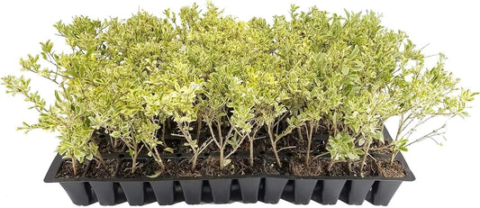 Ligustrum Variegated Sinense | Live Plants | Decorative Ornamental Garden Shrub | Vibrant Foliage for Landscaping and Outdoor Spaces (40 Plants)