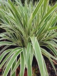 Flax Lily Dianella | Extra Large 3 Gallon Plants | Dianella tasmanica | Hardy Perennial | Shade Tolerant