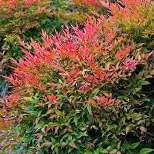 Nandina Gulfstream | Extra Large 3 Gallon Plants | Nandina Domestica 'Gulfstream' | Year-Round Colorful Foliage | Garden Accent