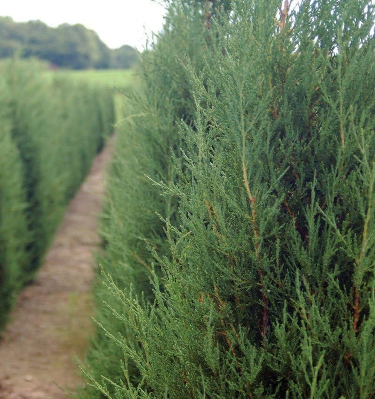 Hillspire Juniper | Live Plants | Stunning Evergreen for Ornamental Landscaping | Privacy Screen or Windbreak, Drought Resistant