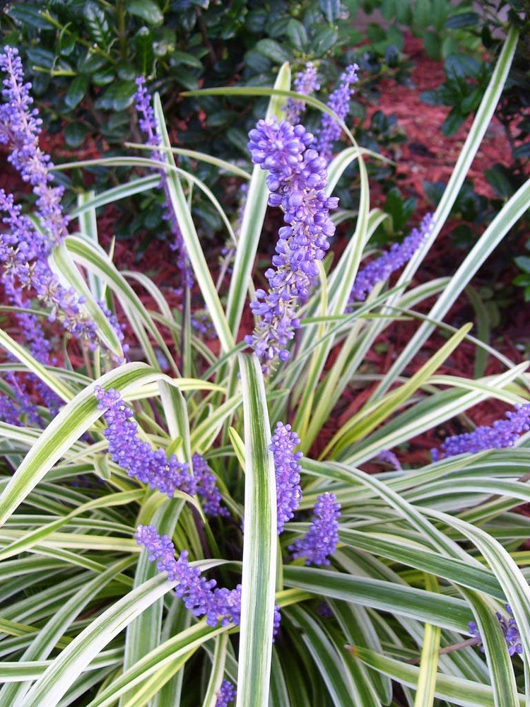 Variegated Liriope Muscari 'Silvery Sunproof' - Live Plants - Blooming Evergreen Groundcover