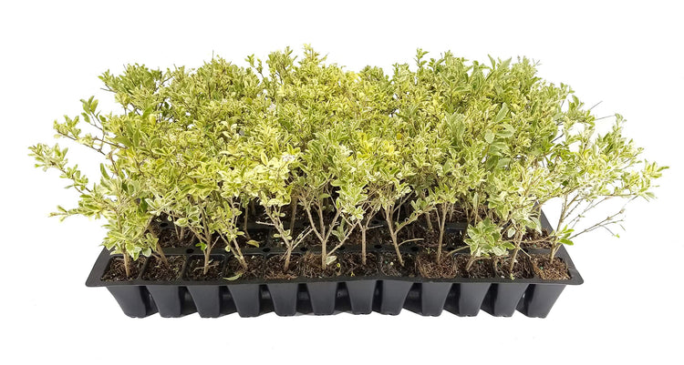 Ligustrum Sinense Variegated - Live Plants - Chinense Privet Sinense - Deciduous Flowering Ornamental Shrub