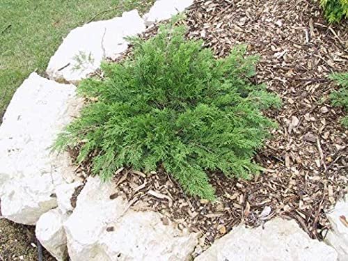 Monna Juniper Sierra Spreader | Live Gallon Size Plant | Juniperus Chinensis | Evergreen Cold Hardy Drought Tolerant Groundcover